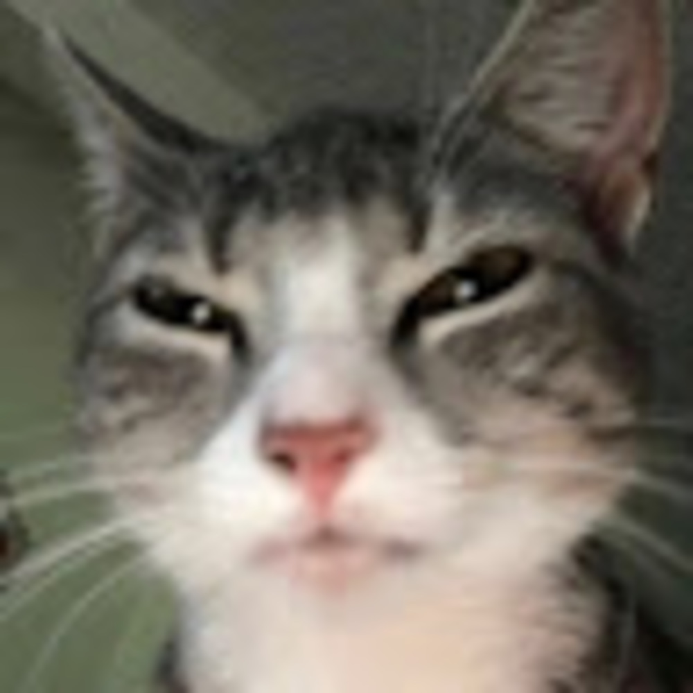 Meet your Posher, Harley